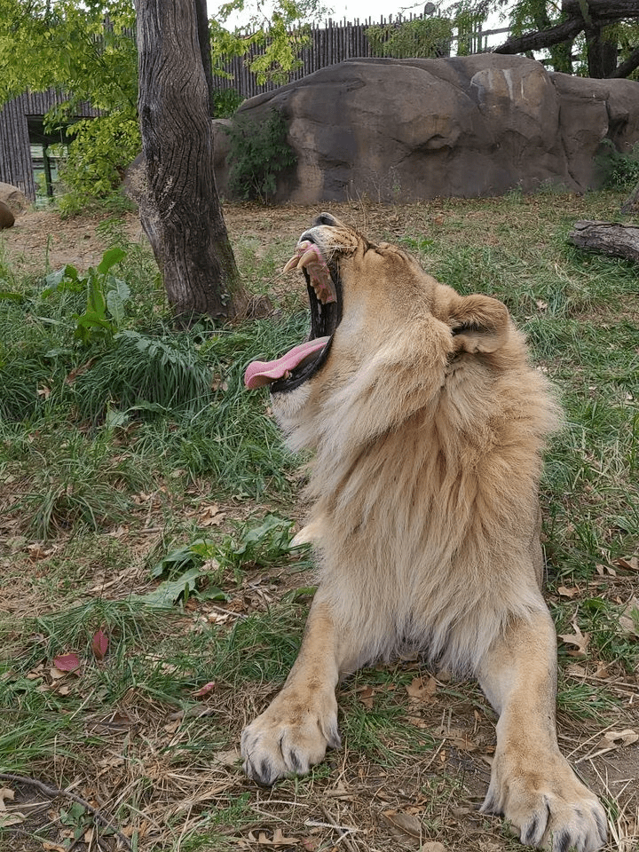 لبؤة تمتلك لبدة وتفتح فمها