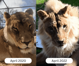 ما تفسير نمو اللبدات لدى بعض اللبؤات؟