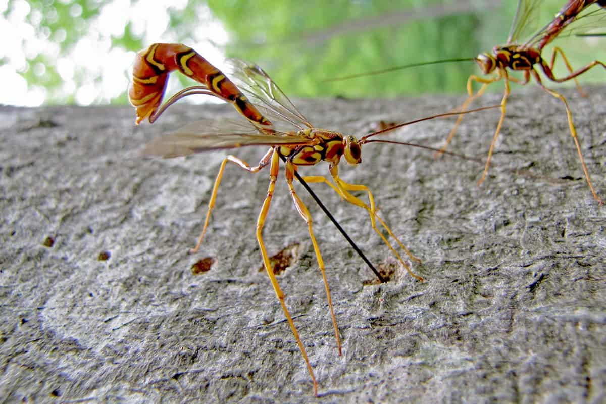 The sharp science behind fangs, the ultimate biting weapon