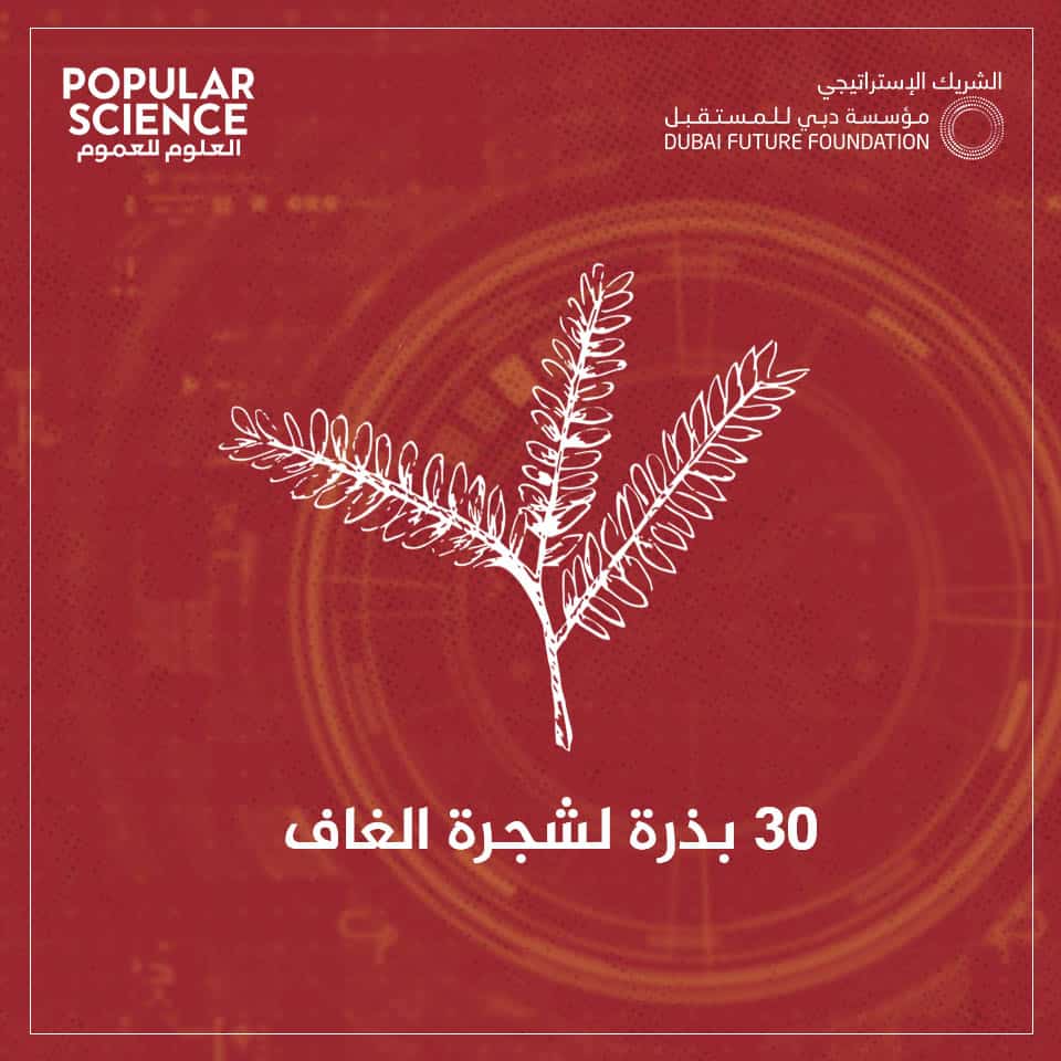 الإمارات, الفضاء, نبات الغاف