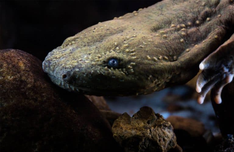 تواجه هذه الحيوانات البرمائية العملاقة تهديدات جدية بالانقراض.