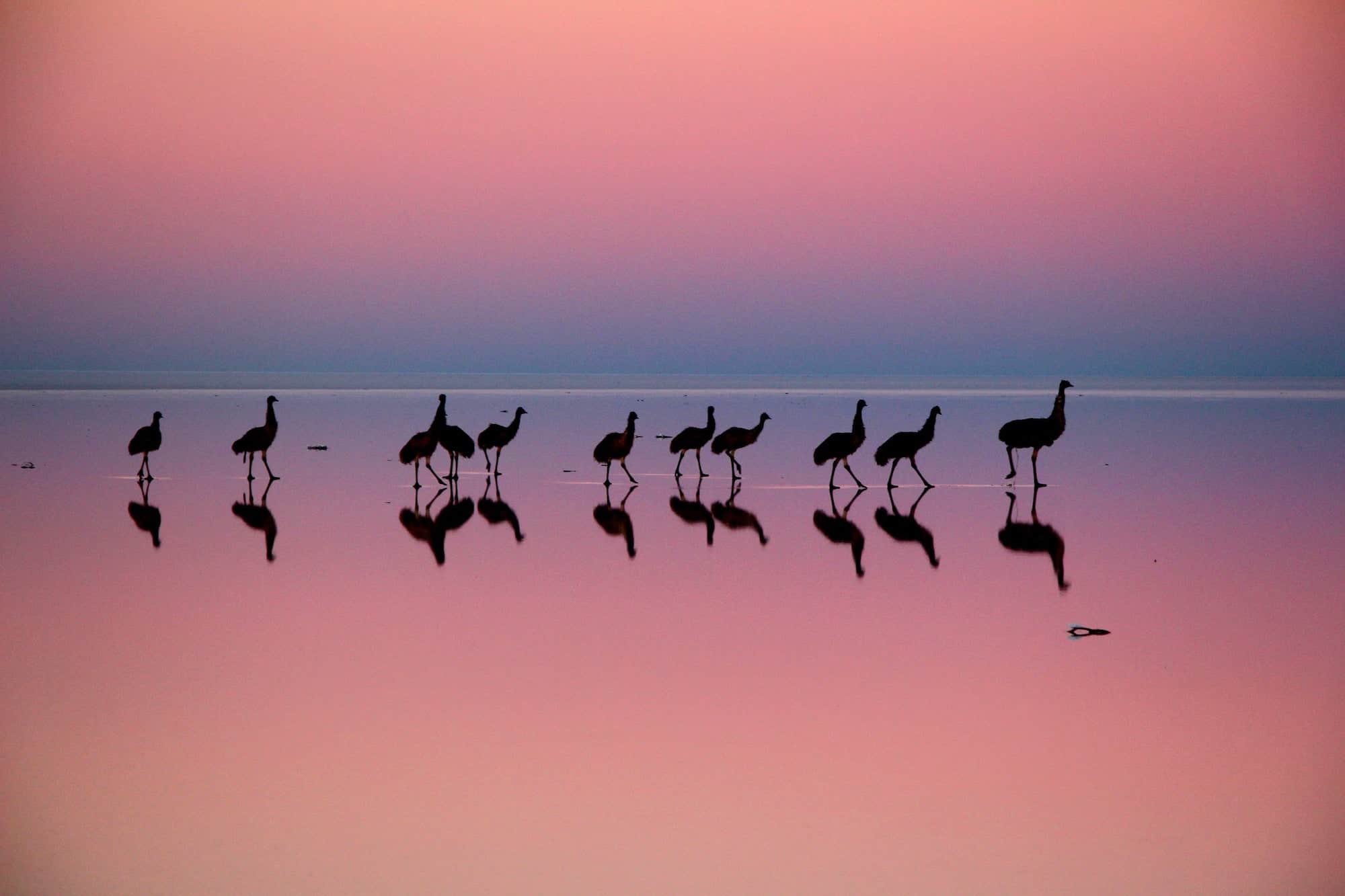 This photographer captures birds as poetry in motion