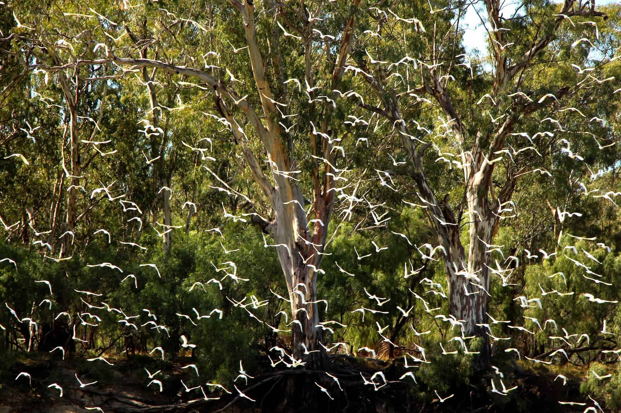 This photographer captures birds as poetry in motion