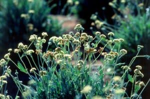 كيف يمكن أن تساعد زراعة المحاصيل المقاومة للجفاف في التكيف مع نقص إمدادت المياه؟