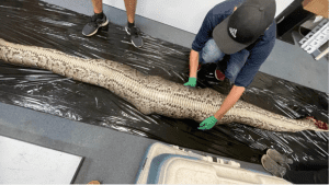 علماء يجدون تمساحاً كاملاً يبلغ طوله 1.5 متر داخل ثعبان بورمي