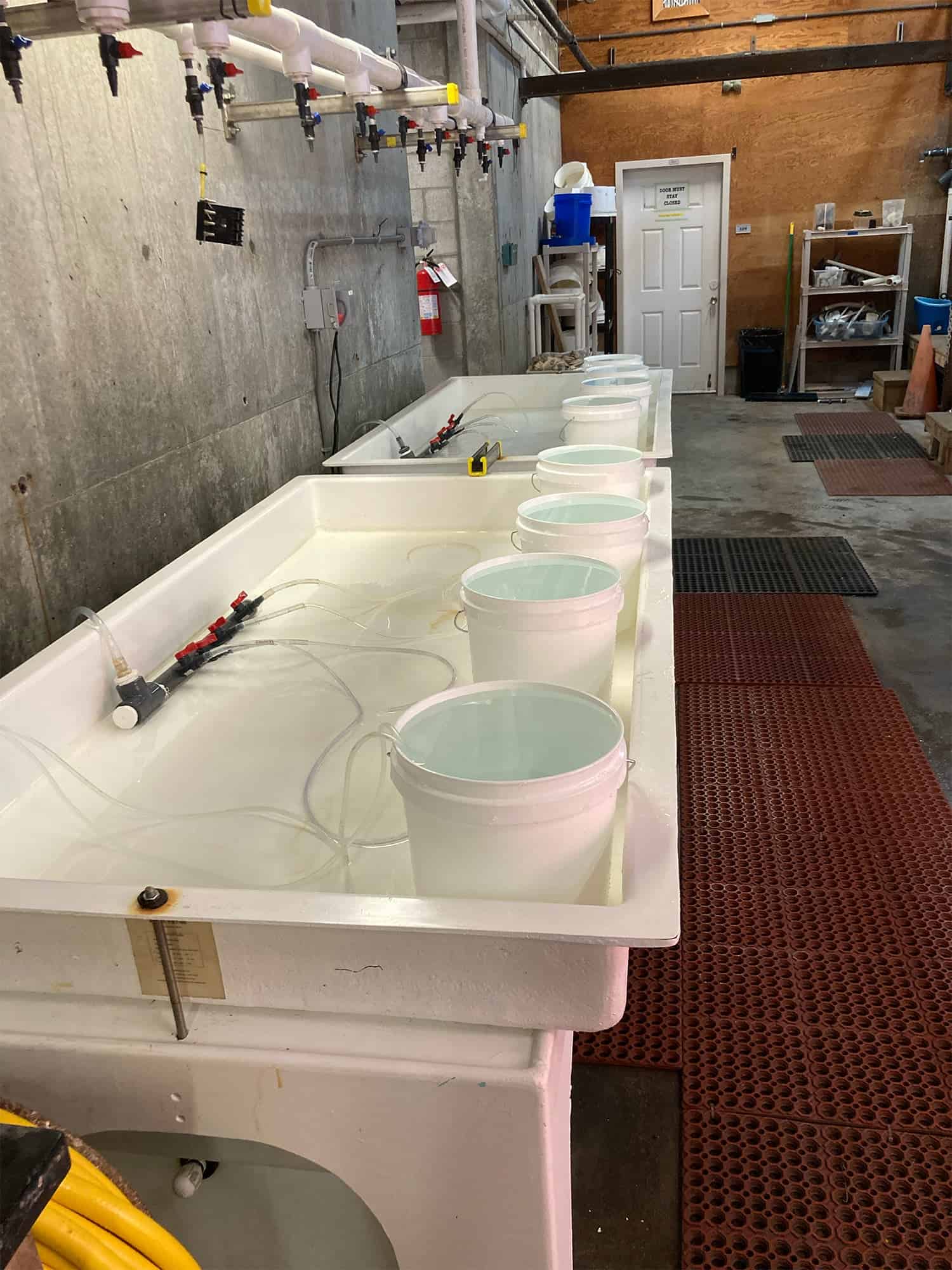 ممارسات زراعة الحدائق البحرية التقليدية قد تساعد في حماية المحار من تأثير حموضة المحيطات