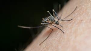 هل يمكن لفيتامين ب 1 وقايتك من عضّات البعوض؟