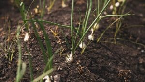 هل يمكن استخدام مياه الصرف الصحي لإنتاج الأسمدة الصديقة للبيئة؟