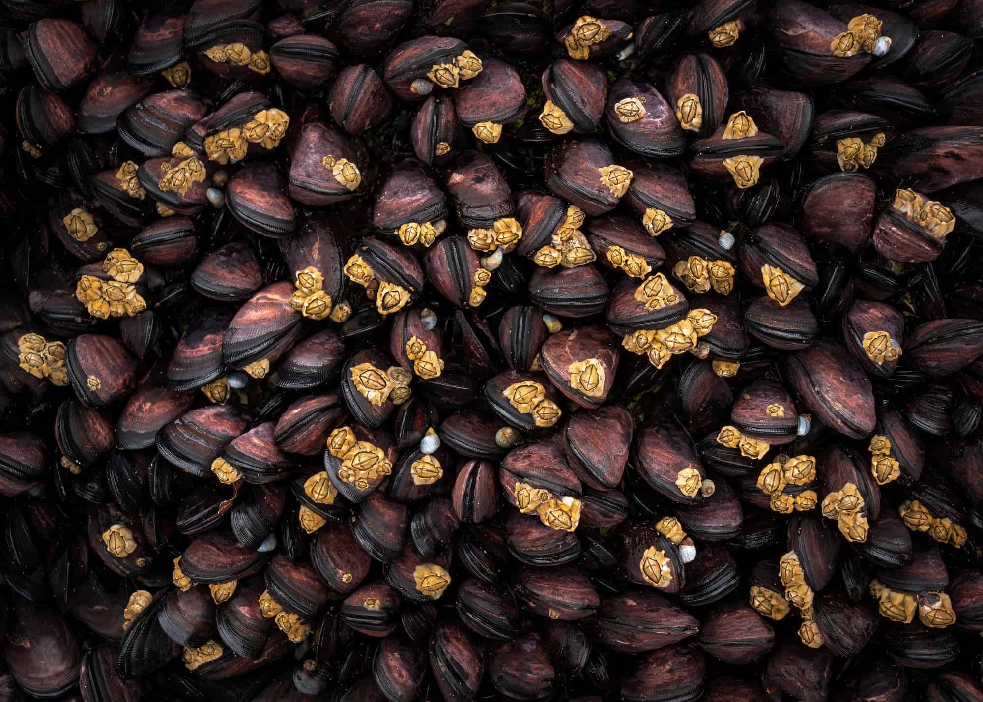 صورة مشاركة في مسابقة التصوير الفوتوغرافي تُظهر البرنقيل الذهبي موزعاً بين مجموعة من بلح البحر المتجمعة على الشاطئ.