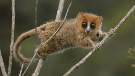 جزيرة مدغشقر تواجه خطر الانقراض الجماعي