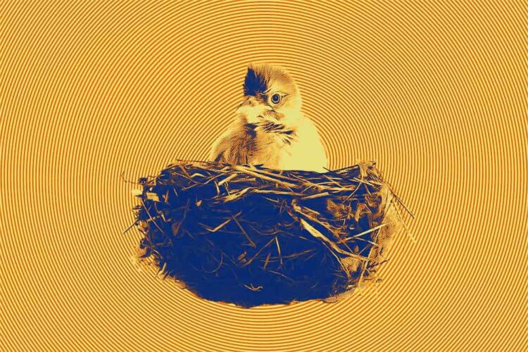 كيف تبعد الطيور التي بنت أعشاشها على نافذتك دون أذيتها؟