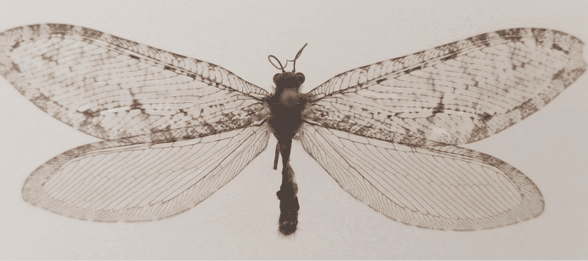 اكتشاف حشرة نادرة من العصر الجوراسي في متجر وول مارت في ولاية أركنساس بالصدفة