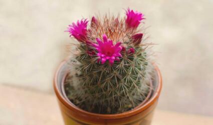 دراسة جديدة: النباتات تصرخ عند تعرضها للإجهاد طلباً للنجدة