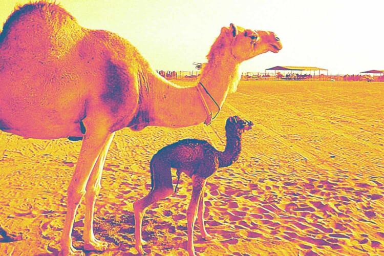 10 حقائق يجب أن تعرفها عن تجربة استنساخ الناقة «إنجاز» في الإمارات