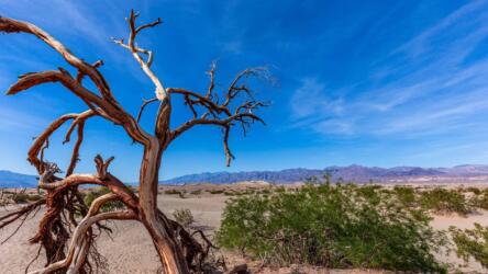 كيف تستمر حياة الشجرة بعد الموت؟