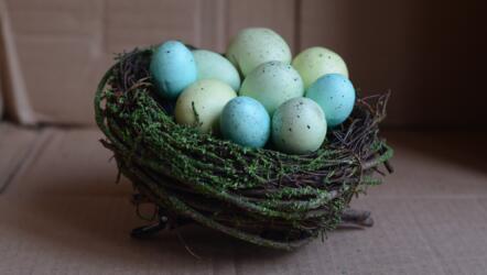 كيف يغير استخدام التكنولوجيات الجديدة فهمنا لعالم الحيوان؟