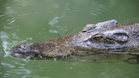 كيف يمكن أن يؤدي تطوير لقاحات للتماسيح إلى حل مشكلات كبيرة في القطاع الطبي البشري والبيطري؟