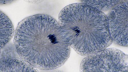 الحيل الذكية التي تتبعها الخلايا لنسخ الحمض النووي