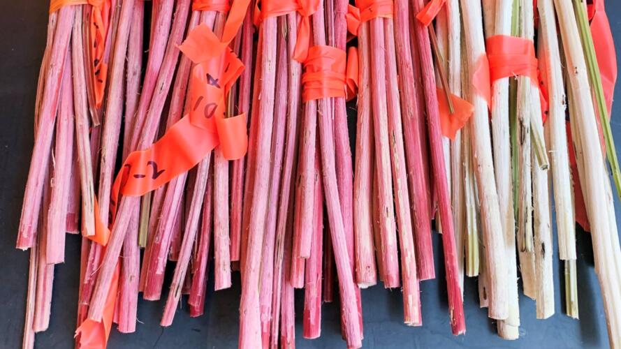 هل يساعد التعديل الوراثي للأشجار على إنتاج الخشب الأكثر استدامة؟