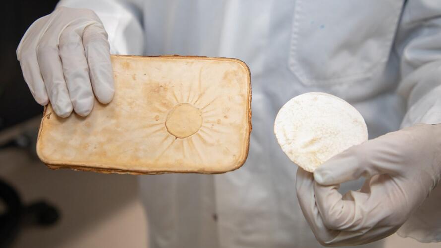 مادة مستخلَصة من الفطر قد تحمي المنازل من الحرائق في المستقبل