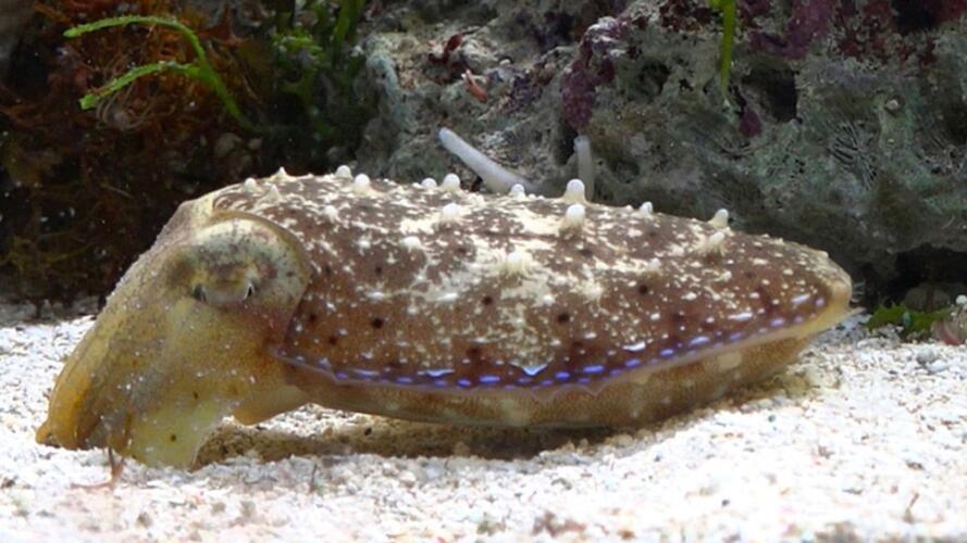 هل تنام الحيوانات وتحلم مثل البشر؟ العلم يُجيب