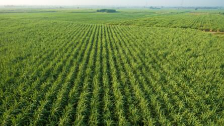 كيف يمكن أن يساعد نثر مسحوق الصخور البركانية في الأراضي الزراعية على عزل الكربون؟