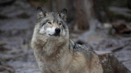 هل تستخدم الذئاب والكلاب الذاكرة في البحث عن الطعام؟