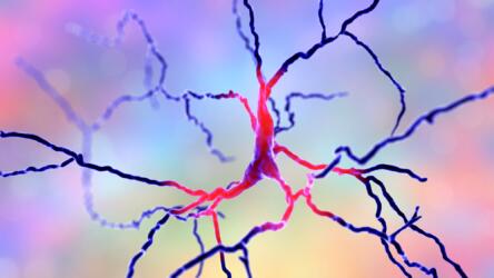 هل يؤدي الدوبامين وظائف متعددة؟