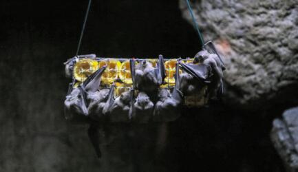 هل ستساعدنا الخفافيش في التغلب على مرض السرطان؟ دراسة حديثة تكشف السبب