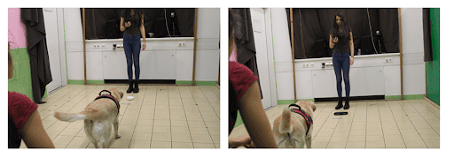 التعلّم عن الأجسام: تكون المكافآت دائماً إما على الطبق الأبيض أو الطبق الأسود، ويكون الآخر فارغاً. المصدر: إنيكو كوبينيه