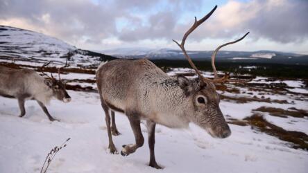 دراسة جديدة تكشف سبب قدرة غزلان الرنة على تحسس الأشعة فوق البنفسجية