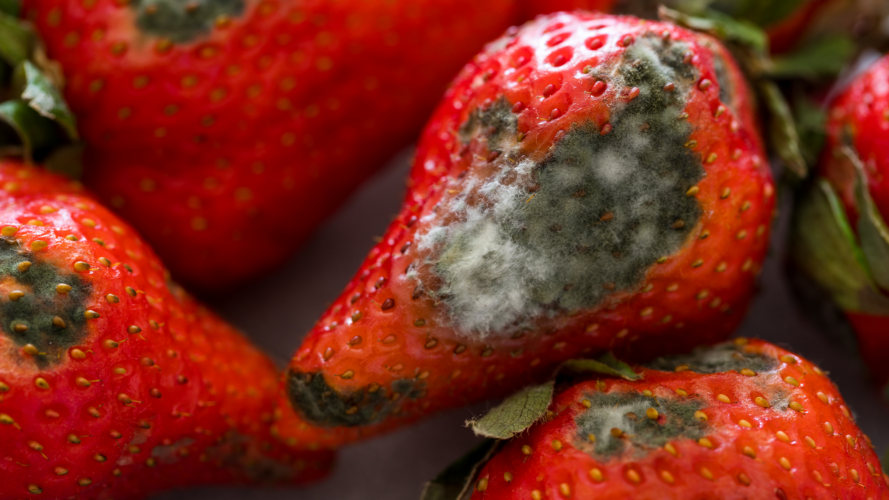 دراسة جديدة تكشف آلية دفاعية جديدة تتبعها النباتات لمقاومة العفن