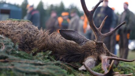 ما مدى الخطر الذي يمثله انتقال مرض الهزال المزمن من الغزلان إلى البشر؟