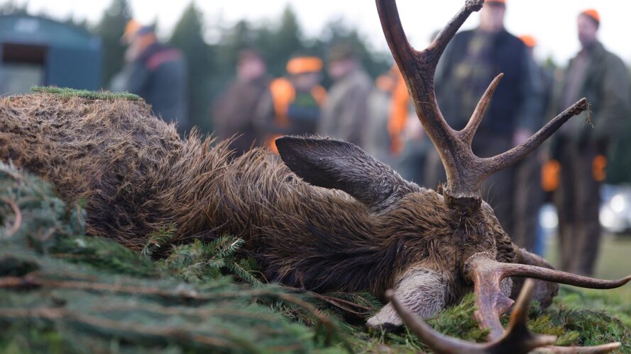 ما مدى الخطر الذي يمثله انتقال مرض الهزال المزمن من الغزلان إلى البشر؟