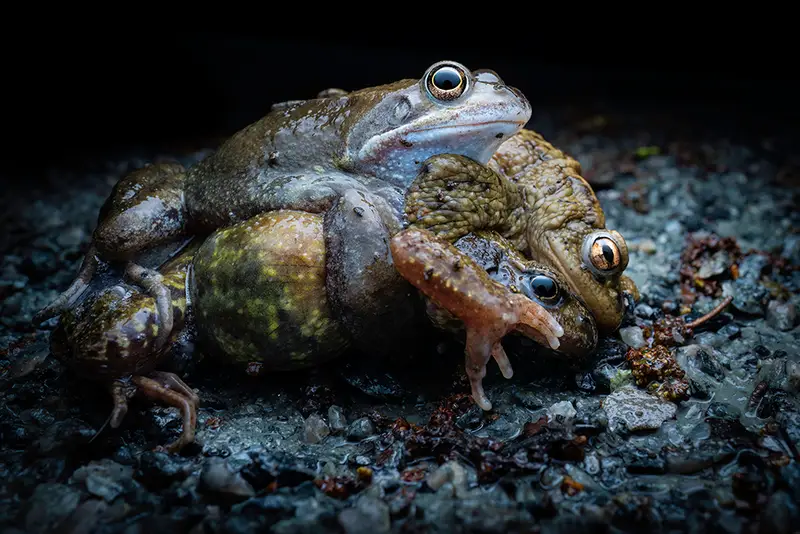 مشترك الدور النهائي في فئة الحيوانات: "الضفادع والعلاجيم المتزاوجة". "بينما كنت أتجول في بحيرة محليّة بحثاً عن البرمائيات في أمسية ربيعية دافئة، بدأت أسمع نداءات الضفادع والعلاجيم القادمة من منطقة صغيرة حول جذور إحدى أشجار النغت عند حافة البحيرة. راقبتُ مجموعة البرمائيات حتى غابت الشمس ولاحظت ضفدعين بجانب الماء على حافة طريق ترابي. عندما ذهبت لإلقاء نظرة أفضل والتقاط بعض الصور، لاحظت وجود ضفدع يحاول التزاوج مع علجومين". ناثان بينستيد (cupoty.com)