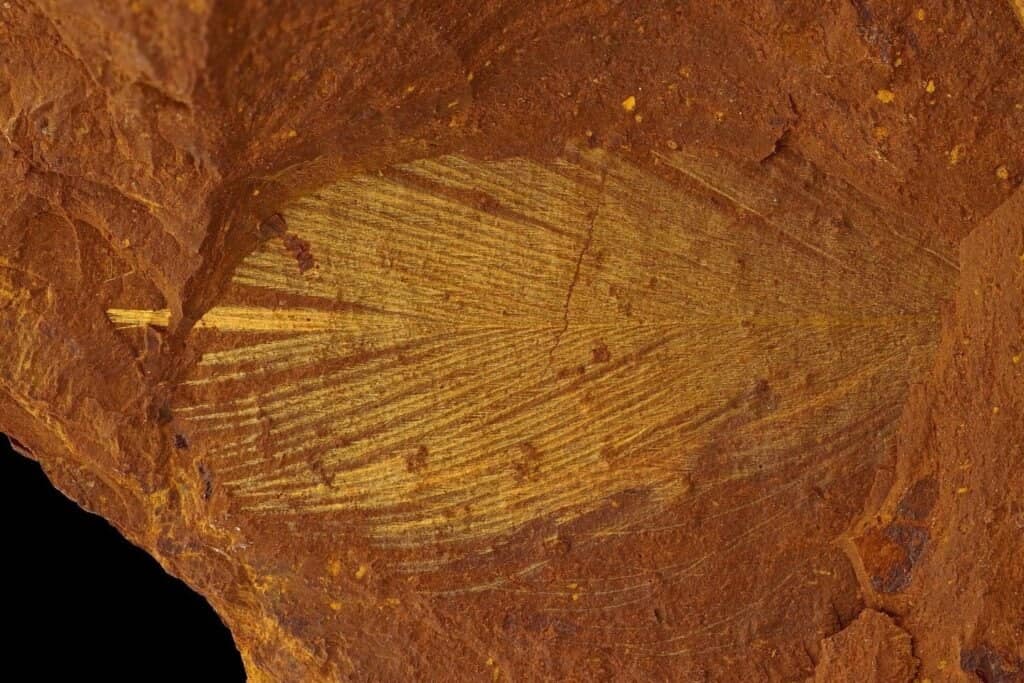 أحافير الغابات المطيرة