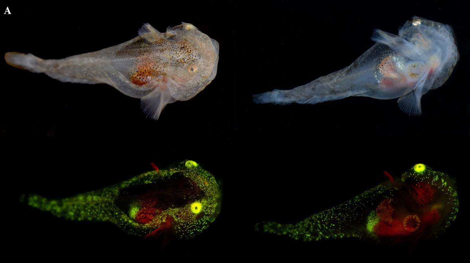 ظاهرة الاستشعاع الحيوي