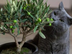 نباتات منزلية صديقة للحيوانات الأليفة