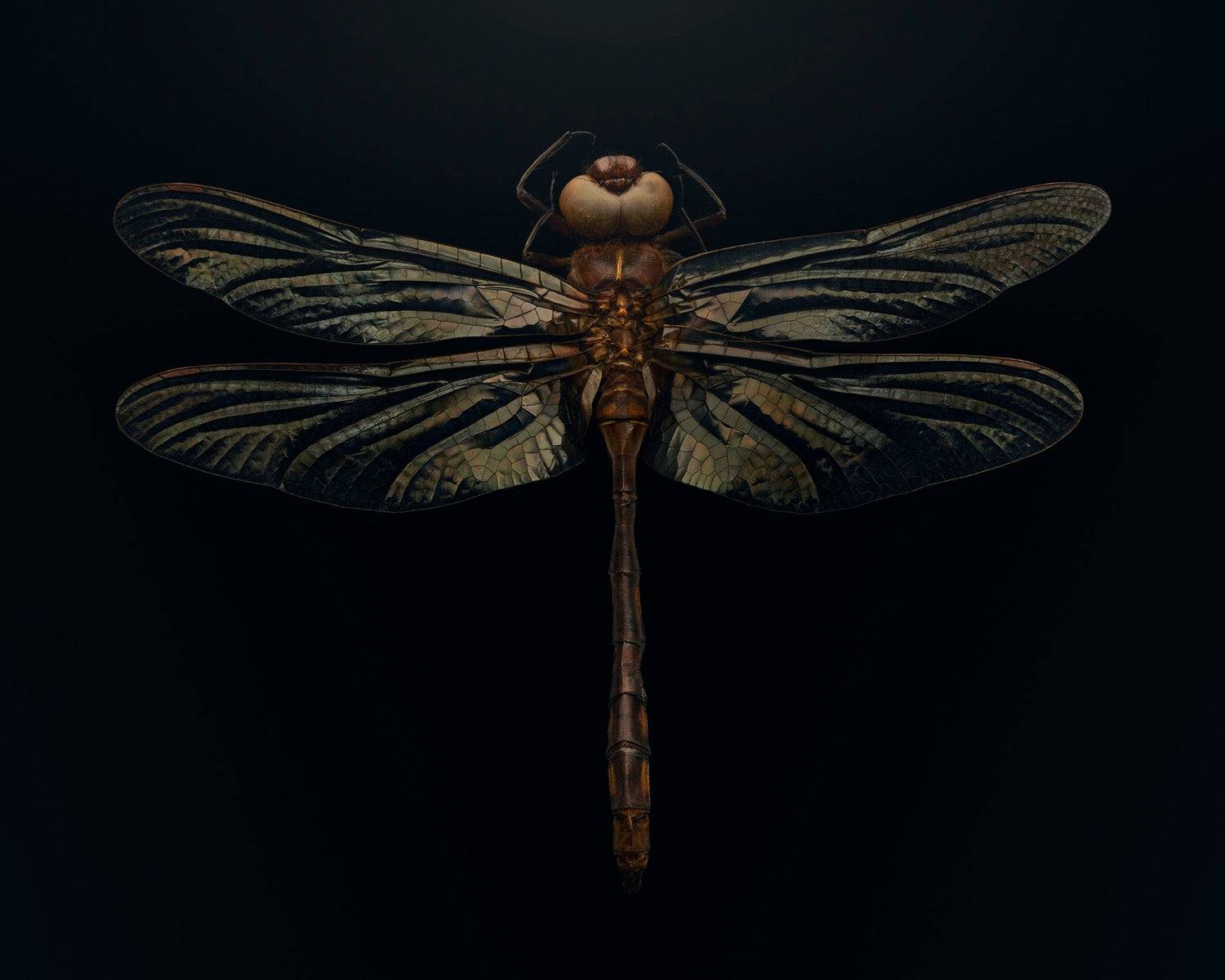 الحشرات في خطر