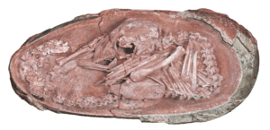 جنين ديناصور