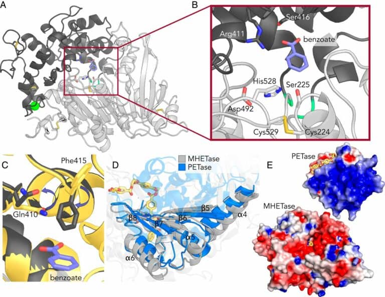 إنزيم البلاستيك