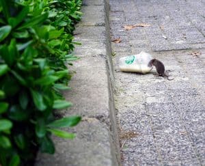 فار, بيئة, تعايش, القوارض, مقالات علمية