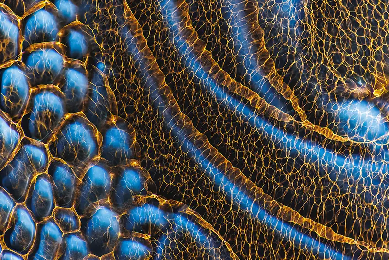 مشترك الدور النهائي في فئة المصنوعات البشرية: "الموجات المغناطيسية"، يولّد الضوء الذي يمر عبر زجاج الباب الأمامي تأثيراً "كهربائياً". التُقطت هذه الصورة بتاريخ 23 يونيو/حزيران 2023 في بلدة ستاور بريدج في المملكة المتحدة. كريس ميلز (cupoty.com)