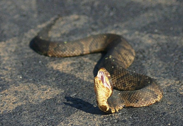 استخدام السموم