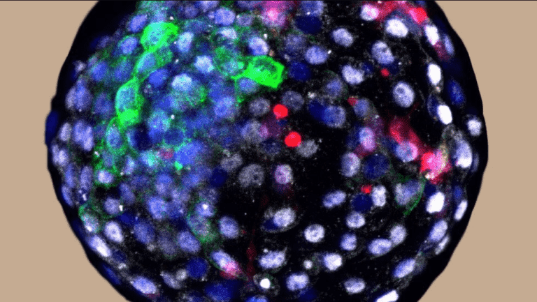 أجنة الإنسان والقرود