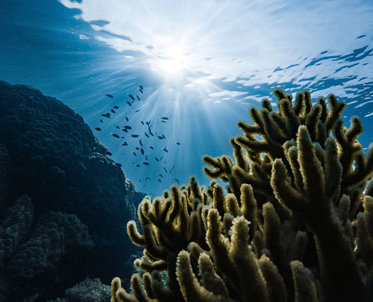 المحيطات, التغير المناخي, البيئة البحرية, مقالات علمية, مقالات علمية قصيرة