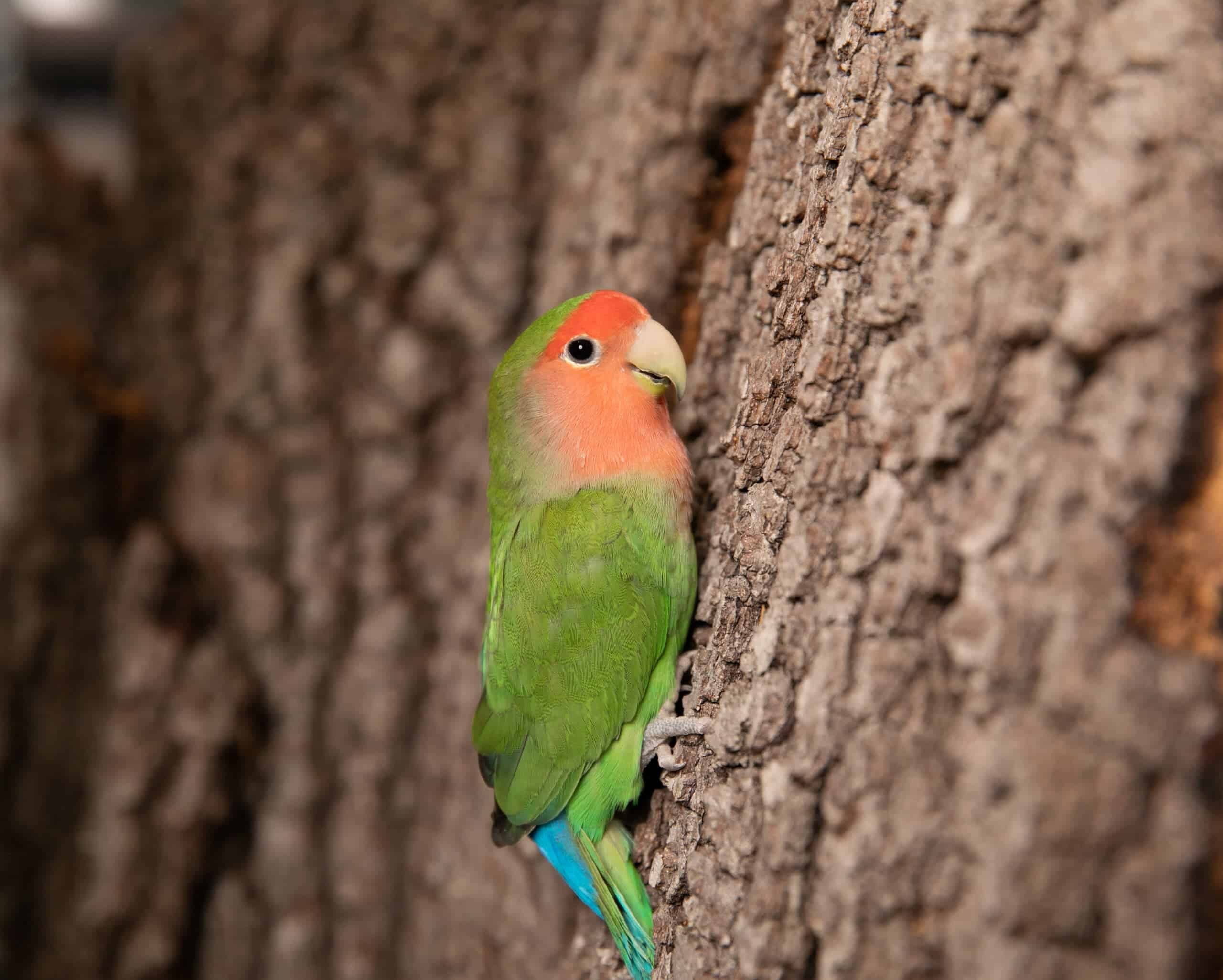 تعرف على ببغاء الحب الذي يستخدم ساقيه ورأسه لتسلق الأشجار