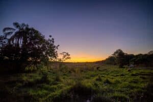 الغابات الاستوائية