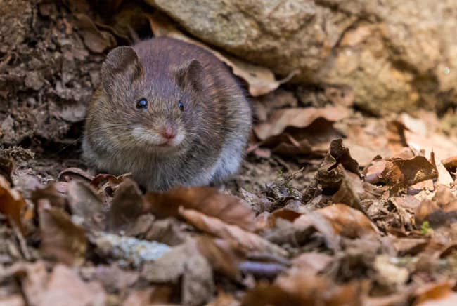 فأر, بيئة, صحة, تعايش