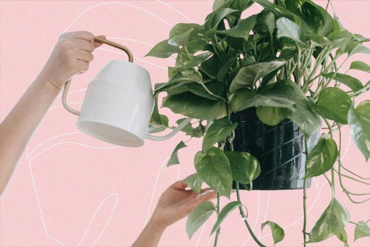 حيل لتصريف المياه تساعد في المحافظة على النباتات المنزلية يانعة